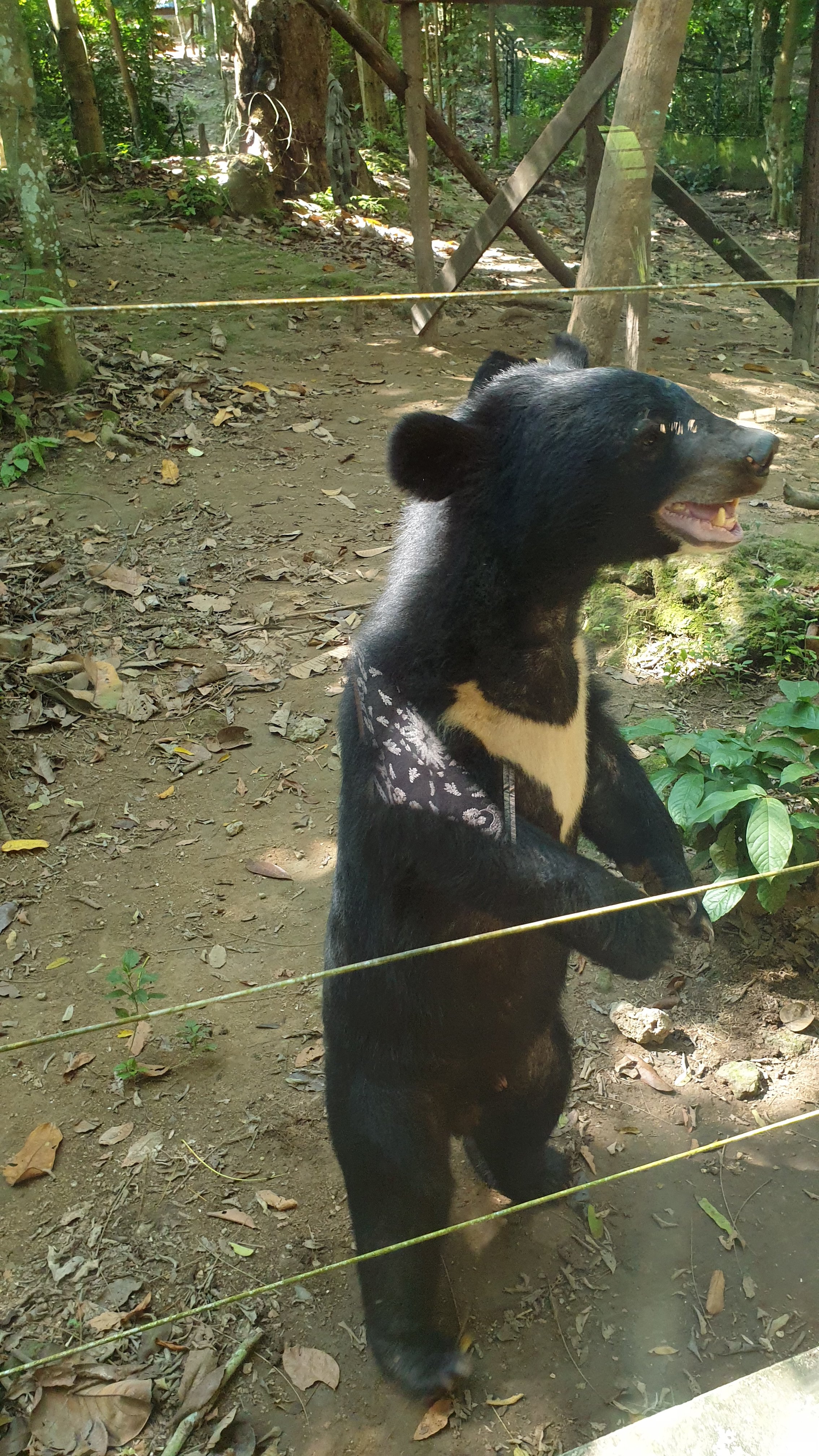 Bear in rescue centre at Kuang Si Falls